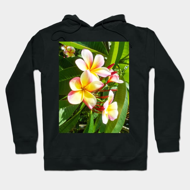 plumeria-flowers-frangipani-floral-awesome-bossoms-shirtyshirto-99 Hoodie by Shirty.Shirto